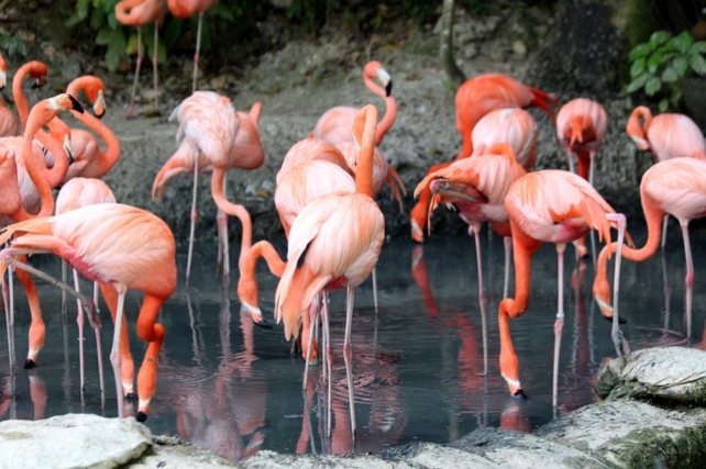 Barátkozós madarak a flamingók